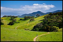 Trail winding on verdant hills, Pacheco State Park. California, USA ( color)