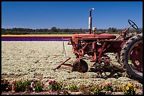 Tractor and flower field. Lompoc, California, USA ( color)