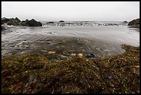 Seaweed and ocean, Jade Cove. Big Sur, California, USA ( color)