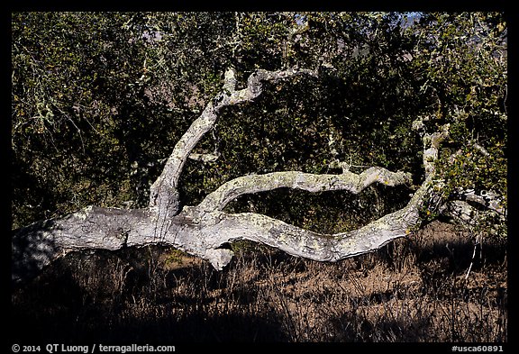 Branches and trunk. California, USA (color)