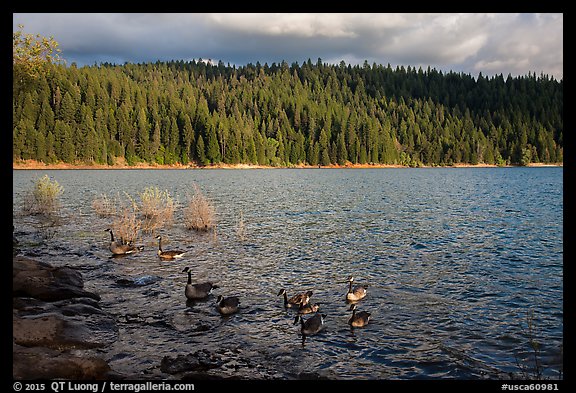 Lakeshore and geese, Jenkinson Lake. California, USA (color)
