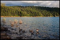 Lakeshore and geese, Jenkinson Lake. California, USA ( color)