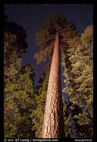 RÃ©sultat de recherche d'images pour "tall pine tree night"