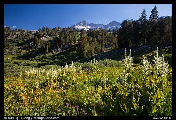 Meadows, trees, and Sierra Nevada crest, Twenty Lakes Basin. California, USA (color)