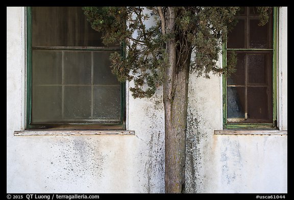 Old windows and tree, La Paz, Cesar Chavez National Monument, Keene. California, USA (color)