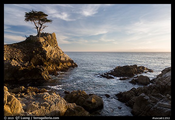 Lone Cypress, and cove, late afternoon. Pebble Beach, California, USA (color)