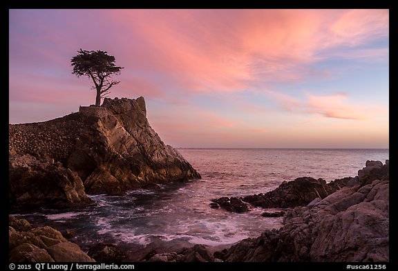 Lone Cypress and cove at sunset. Pebble Beach, California, USA (color)