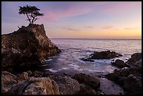 Lone Cypress clinging to its wave-lashed granite pedestal. Pebble Beach, California, USA ( color)