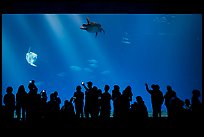 Tourists crowd outer ocean exhibit, Monterey Bay Aquarium. Monterey, California, USA ( color)