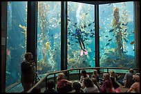 Scuba diver feeds fish in front of audience. Monterey, California, USA ( color)