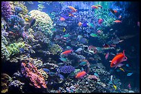 Coral and tropical fish, Monterey Bay Aquarium. Monterey, California, USA ( color)