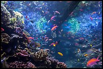 Tropical aquarium, Monterey Bay Aquarium. Monterey, California, USA ( color)