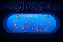 Jellyfish exhibit, Monterey Bay Aquarium. Monterey, California, USA ( color)