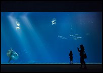 Mother and girl in front of huge fish tank, Monterey Bay Aquarium. Monterey, California, USA ( color)