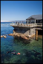 Ocean deck and scuba divers, Monterey Bay Aquarium. Monterey, California, USA ( color)