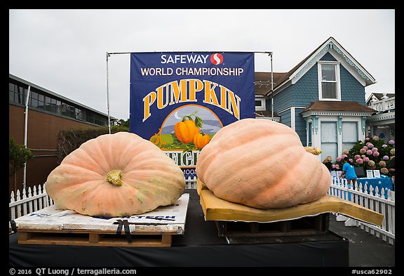 Giant pumpkins contest. Half Moon Bay, California, USA (color)