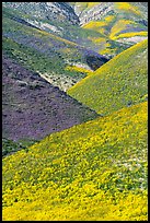 Intersecting ridges of wildflowers-covered hills, Temblor Range. Carrizo Plain National Monument, California, USA ( color)
