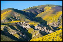 Temblor Range hills with wildflowers. Carrizo Plain National Monument, California, USA ( color)