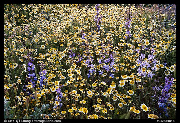 Tidytips and larkspur wildflowers. Carrizo Plain National Monument, California, USA (color)