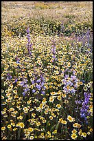 Mat of tidytips and larkspur flowers. Carrizo Plain National Monument, California, USA ( color)