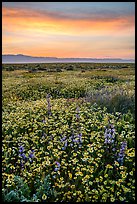 Sunrise over carpet of spring wildflowers. Carrizo Plain National Monument, California, USA ( color)