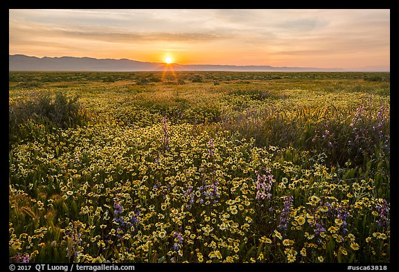 Sun rising over endless flowers. Carrizo Plain National Monument, California, USA (color)