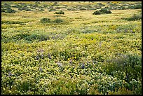 Flower carpet. Carrizo Plain National Monument, California, USA ( color)