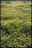 Hillside daisies and tidytips. Carrizo Plain National Monument, California, USA ( color)