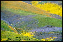 Multicolored mosaic of wildflowers on hill. Carrizo Plain National Monument, California, USA ( color)