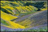 Gully covered with yellow daisies and purple phacelia. Carrizo Plain National Monument, California, USA ( color)