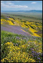 Field of hillside daisies and phacelia on Temblor Range hills above Carrizo Plain. Carrizo Plain National Monument, California, USA ( color)