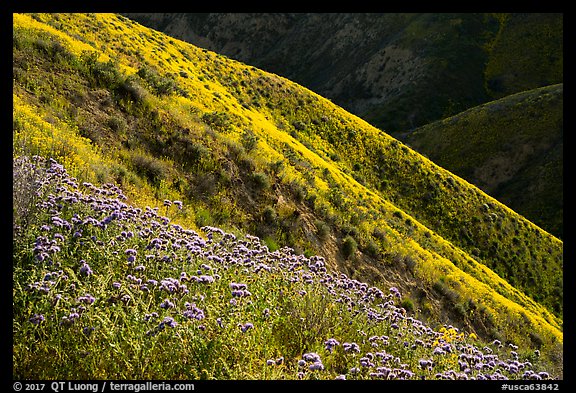 Purple Phacelia and ridges covered by yellow hillside daisies. Carrizo Plain National Monument, California, USA (color)