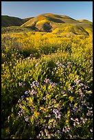 Foxtail grass and wildflowers, Temblor Range hills. Carrizo Plain National Monument, California, USA ( color)