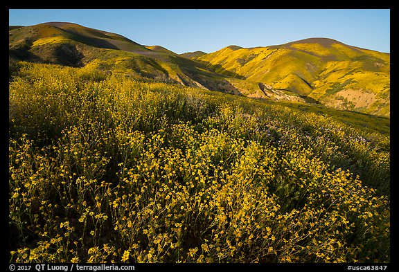 Yellow wildflower map and Temblor Range hills, late afternoon. Carrizo Plain National Monument, California, USA (color)