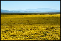 Dense carpet of yellow wildflowers on valley floor. Carrizo Plain National Monument, California, USA ( color)