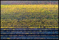 Aerial view of multicolored rows of vines in autumn. Livermore, California, USA ( color)