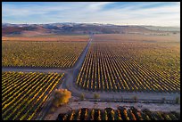 Aerial view of rows of vines and paths. Livermore, California, USA ( color)