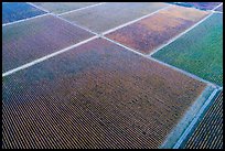 Aerial view of multicolored patches of vineyards in autumn. Livermore, California, USA ( color)