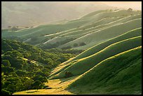 Oaks and ridges, late afternoon, Del Valle Regional Park. Livermore, California, USA ( color)