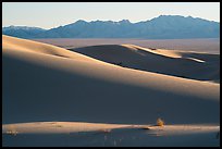 Bush and ridges, Cadiz Sand Dunes. Mojave Trails National Monument, California, USA ( color)