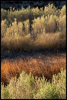 Willows along Mojave River, Afton Canyon. Mojave Trails National Monument, California, USA ( color)