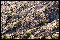 Slopes with juniper trees. Castle Mountains National Monument, California, USA ( color)