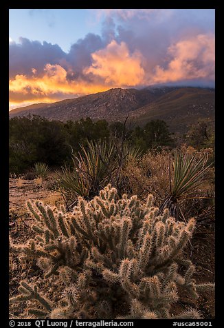 Cacti and Santa Rosa Mountains with clouds colored by sunrise. Santa Rosa and San Jacinto Mountains National Monument, California, USA (color)