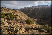 Desert plants and Deep Canyon. Santa Rosa and San Jacinto Mountains National Monument, California, USA ( color)