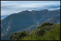Mountains above low clouds from Mount Wilson. San Gabriel Mountains National Monument, California, USA ( color)