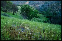 Wildflowers, oak trees, and valley in the spring, Cache Creek Wilderness. Berryessa Snow Mountain National Monument, California, USA ( color)