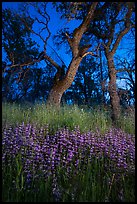 Lupine and oaks at night, Cache Creek Wilderness. Berryessa Snow Mountain National Monument, California, USA ( color)