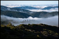 Ridges and low clouds, Snow Mountain Wilderness. Berryessa Snow Mountain National Monument, California, USA ( color)