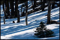 Shadows in snowy forest, Snow Mountain Wilderness. Berryessa Snow Mountain National Monument, California, USA ( color)