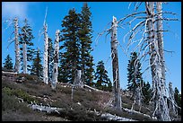 Silvery grove of recently fire-killed firs, Snow Mountain Wilderness. Berryessa Snow Mountain National Monument, California, USA ( color)